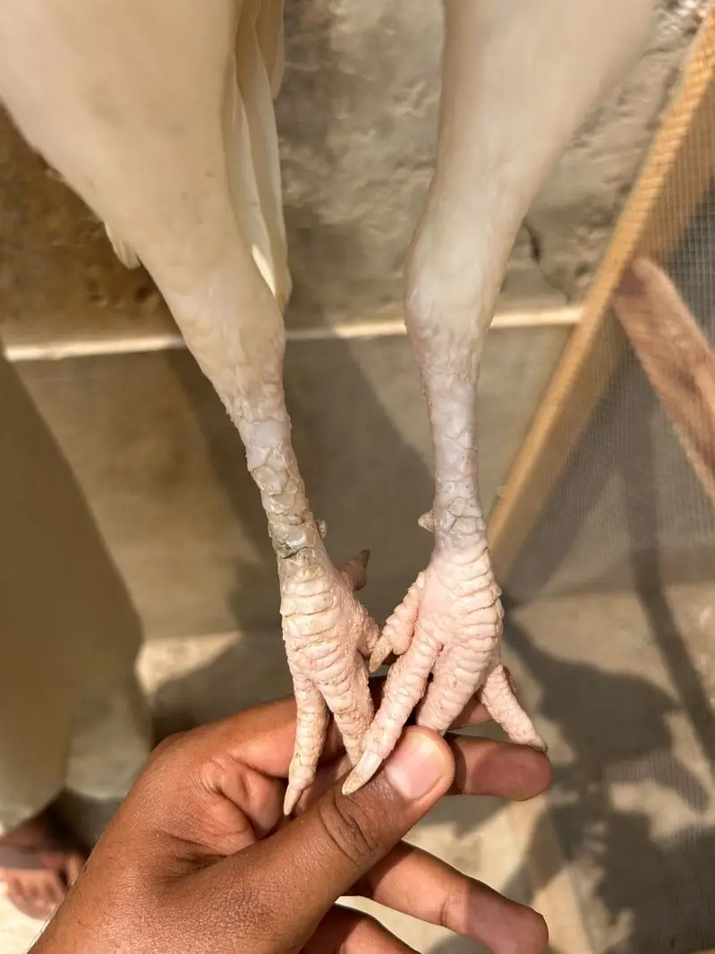 Aseel Heera — photo 4