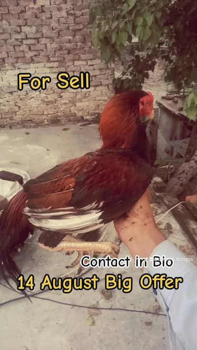 Aseel For Sale