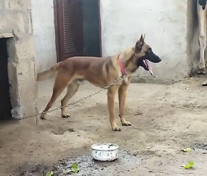 Belgian Malinois male for stud — photo 2