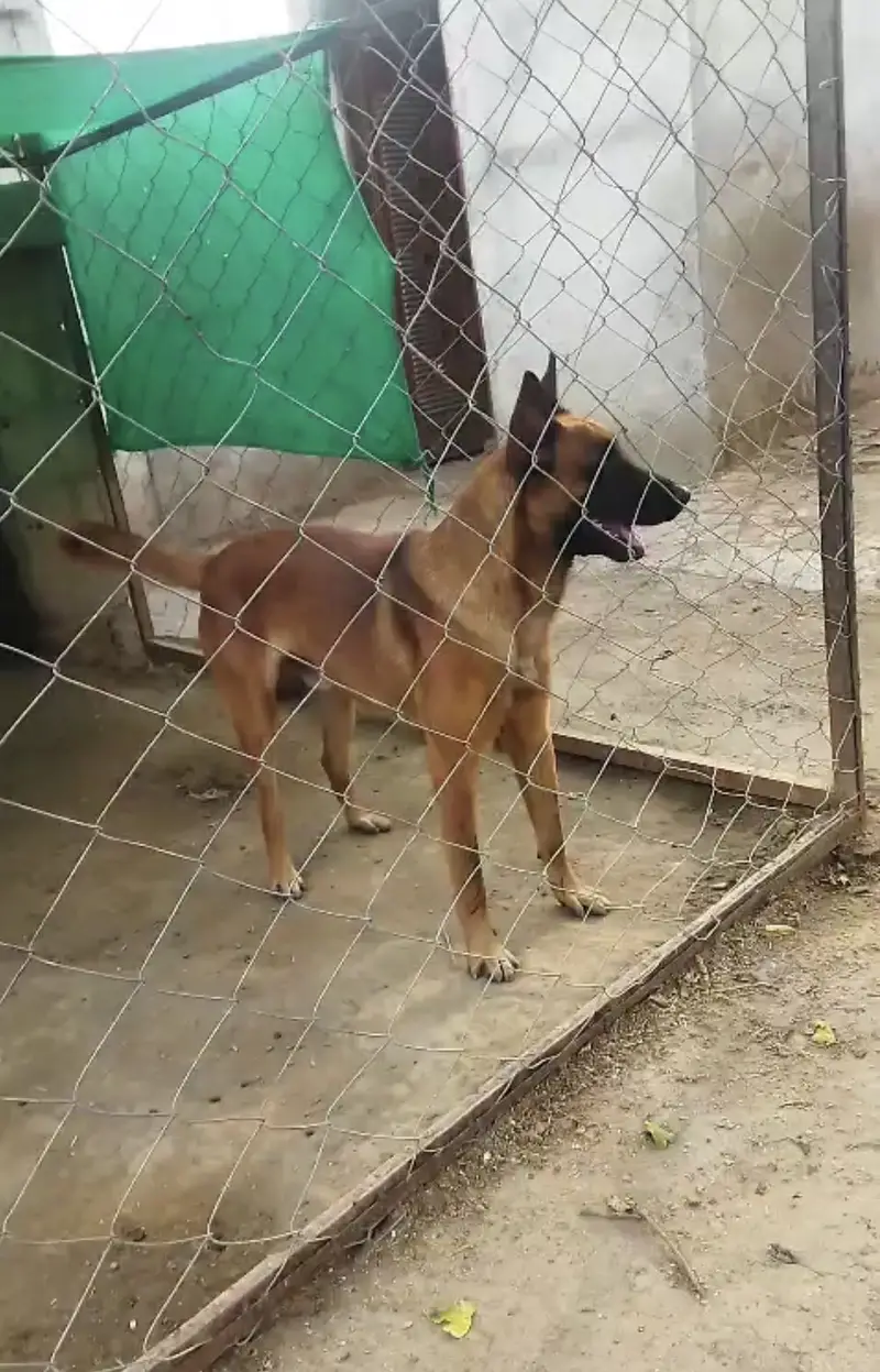 Belgian Malinois male for stud — photo 3