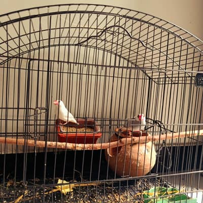 A pair of Java sparrows with cagej available for sale