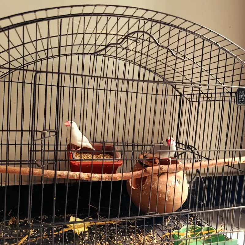A pair of Java sparrows with cagej available for sale