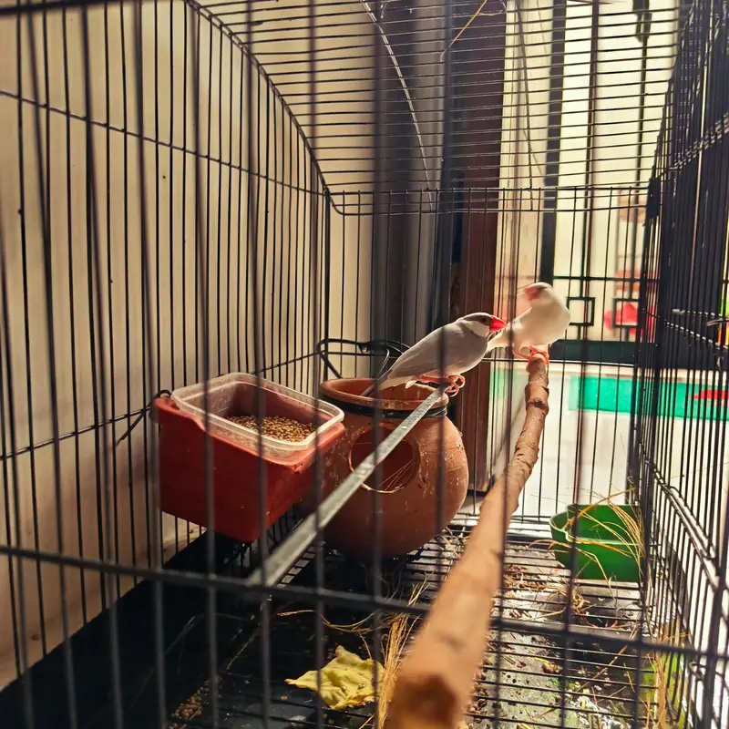 A pair of Java sparrows with cagej available for sale — photo 2