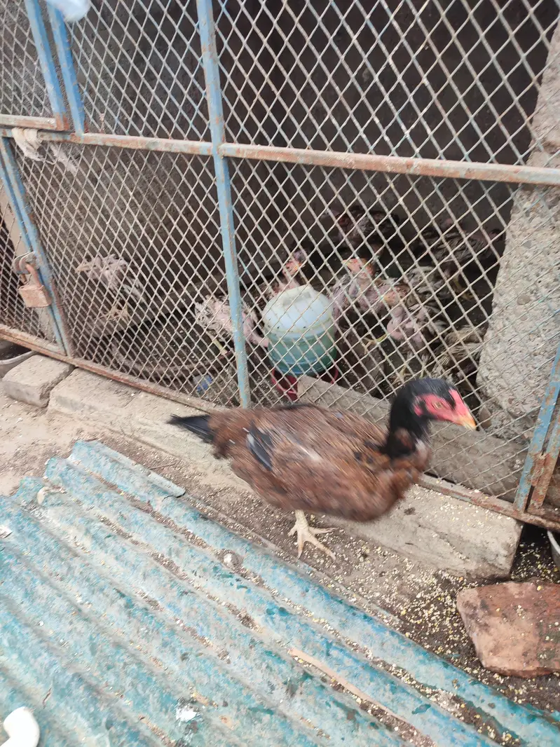 murgha 6000 murghi 3500 — photo 2
