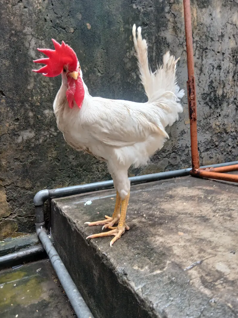 golden misri 4 male health active — photo 2