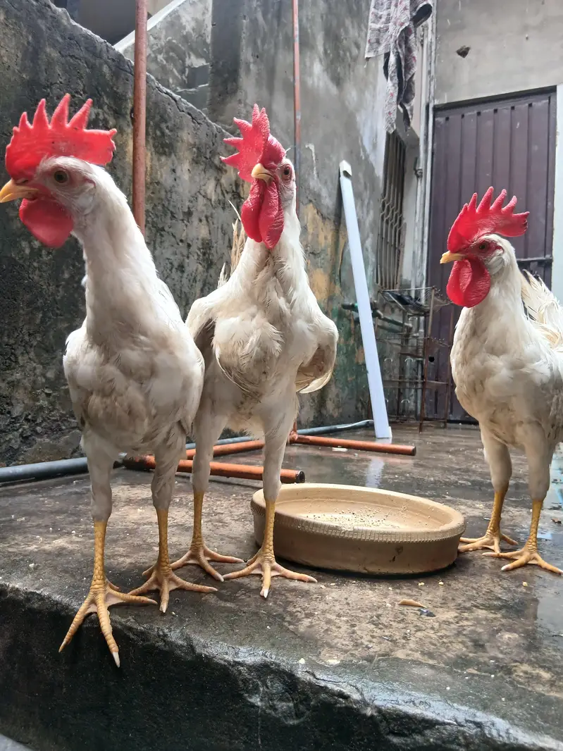 golden misri 4 male health active — photo 3
