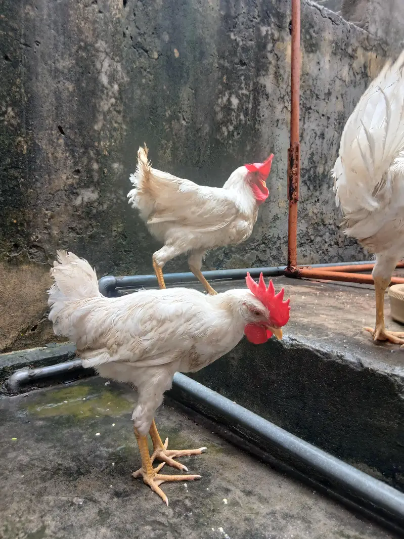 golden misri 4 male health active — photo 8