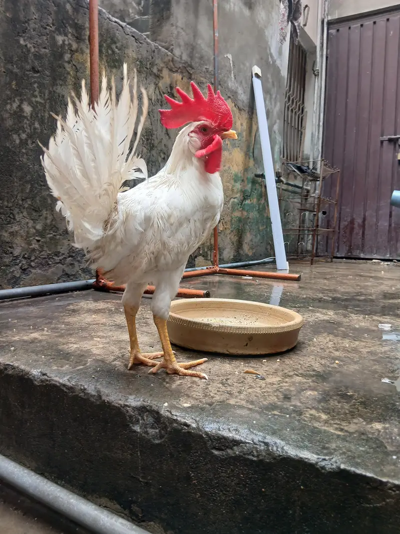 golden misri 4 male health active — photo 9
