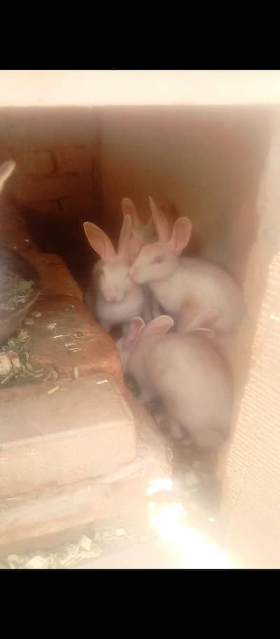 Rabbits for sale