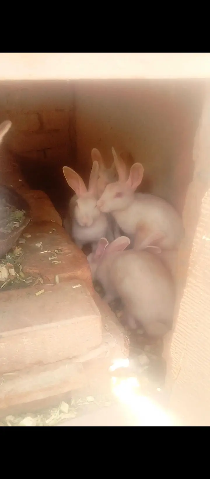 Rabbits for sale