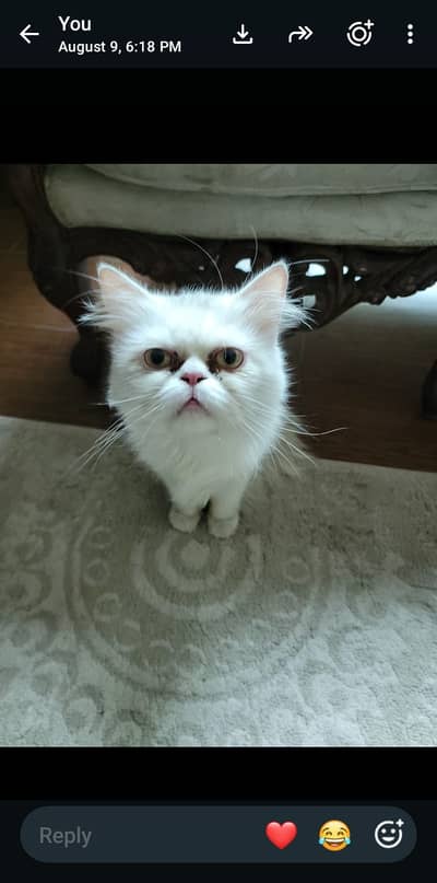 Persian cats For sale
