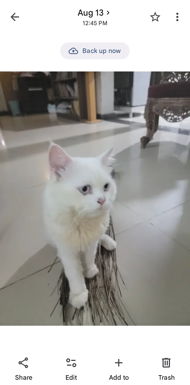 Persian cats For sale — photo 2