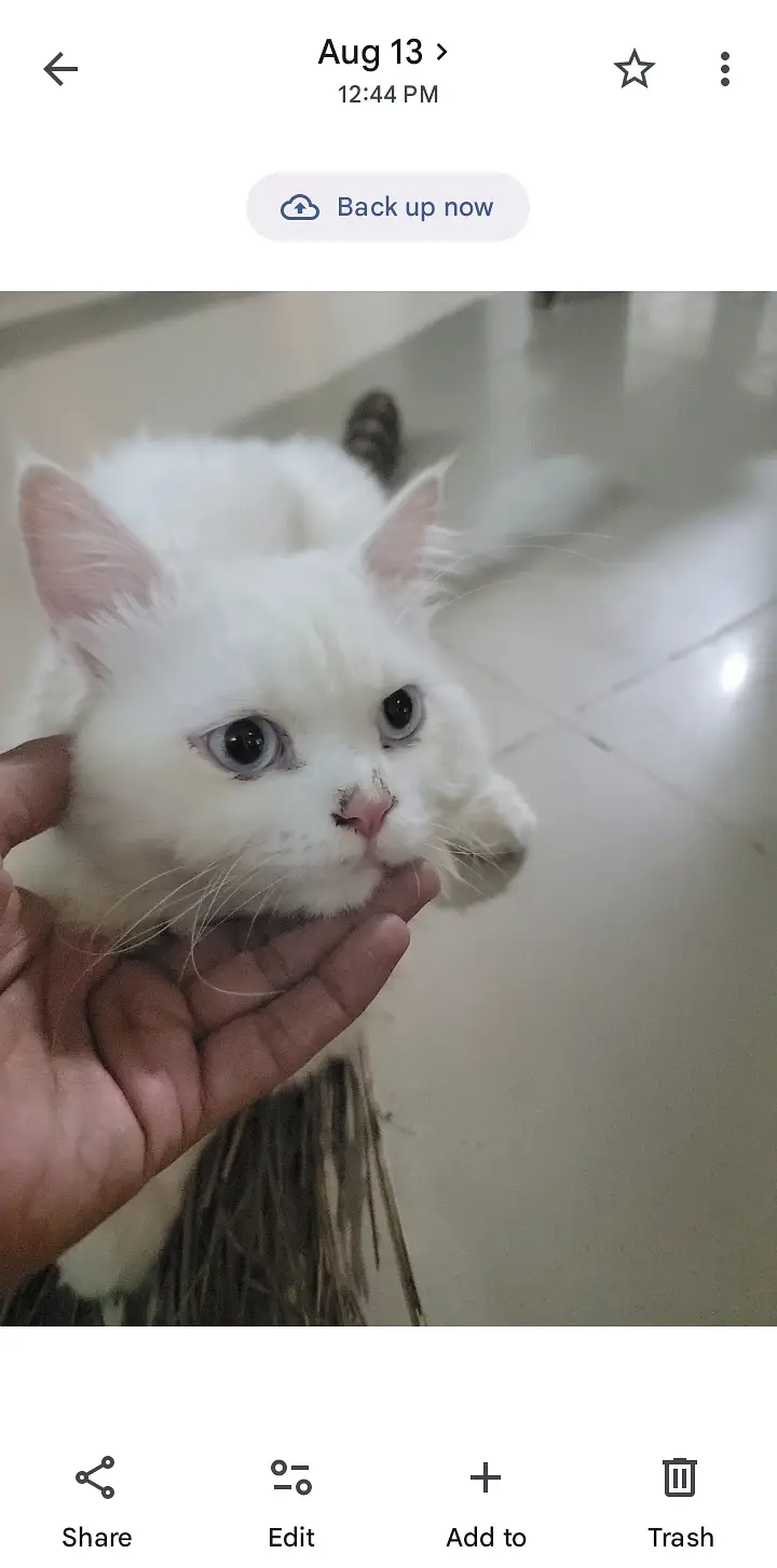 Persian cats For sale — photo 3