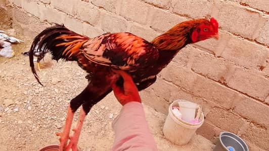 Aseel amroha breed