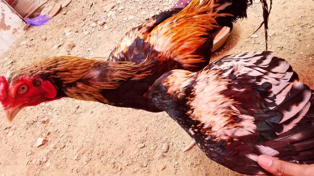 Aseel amroha breed — photo 2