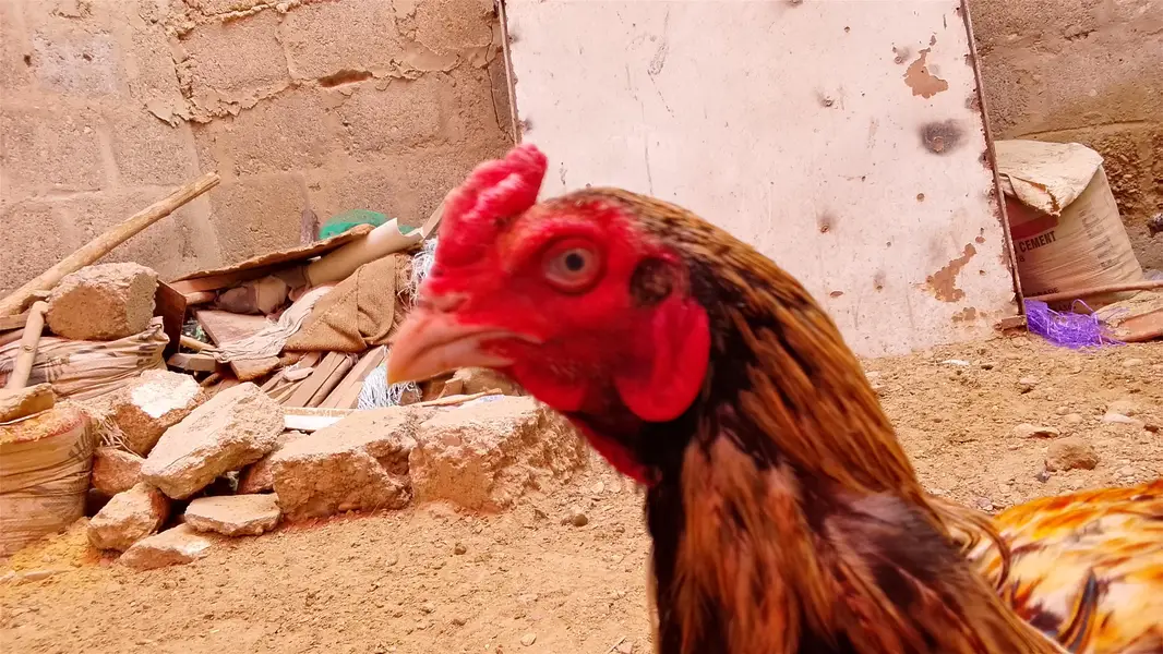 Aseel amroha breed — photo 3