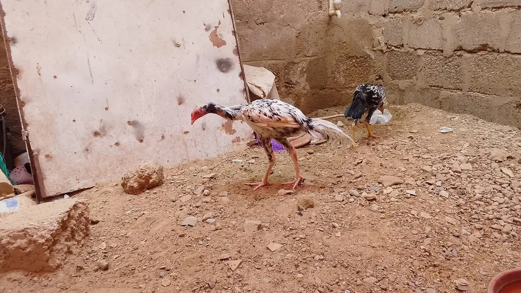 Aseel amroha breed — photo 4
