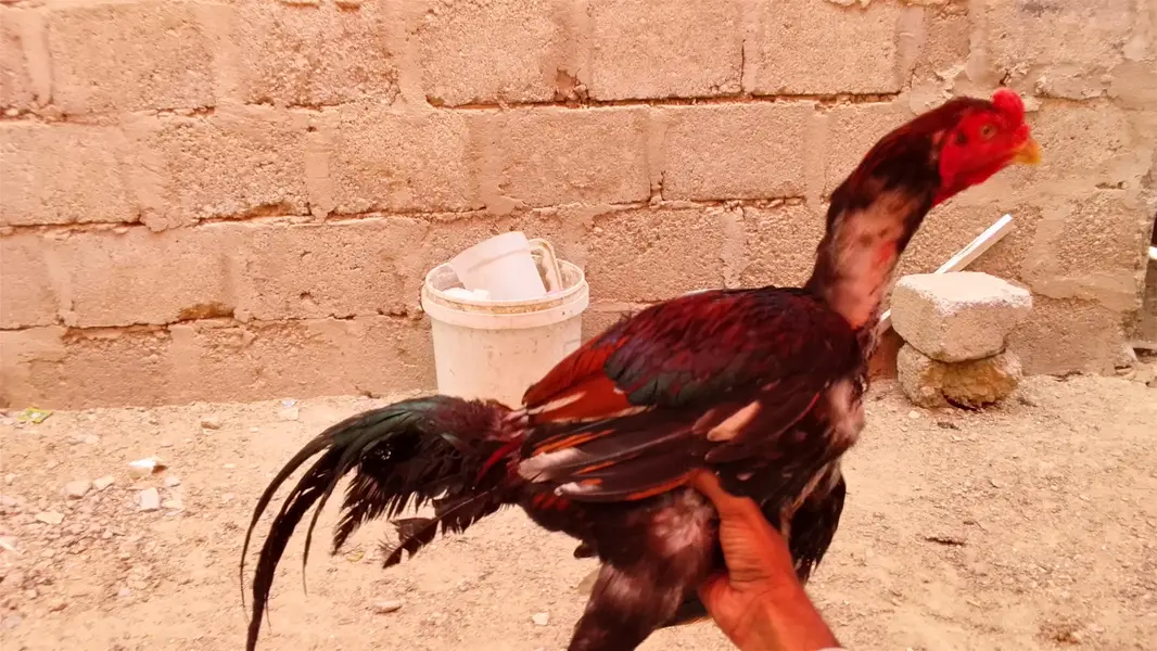 Aseel amroha breed — photo 5