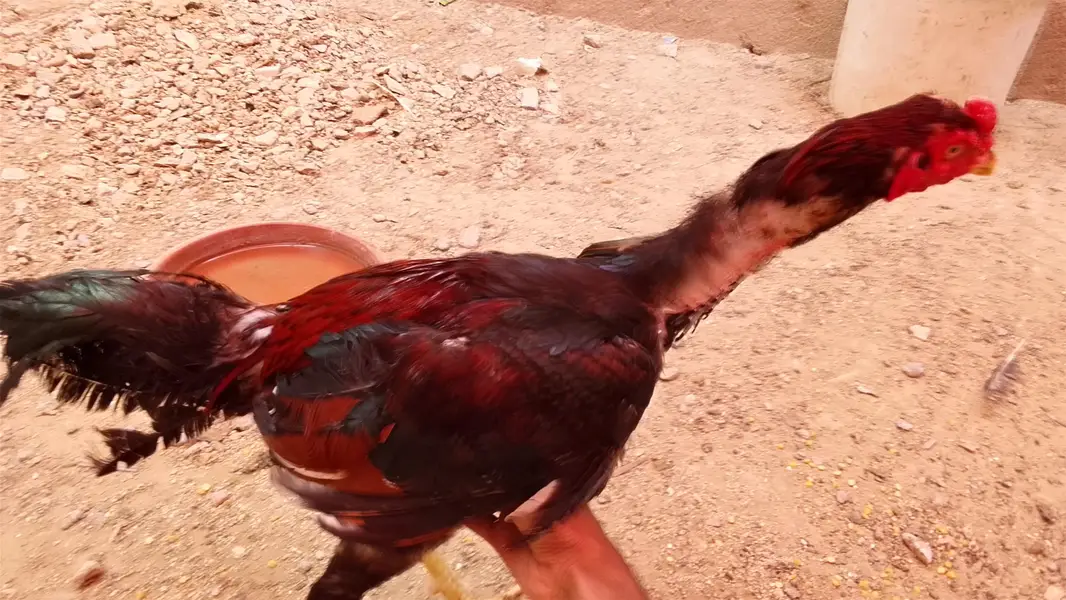 Aseel amroha breed — photo 6