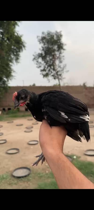 Australorp fayumi Rir