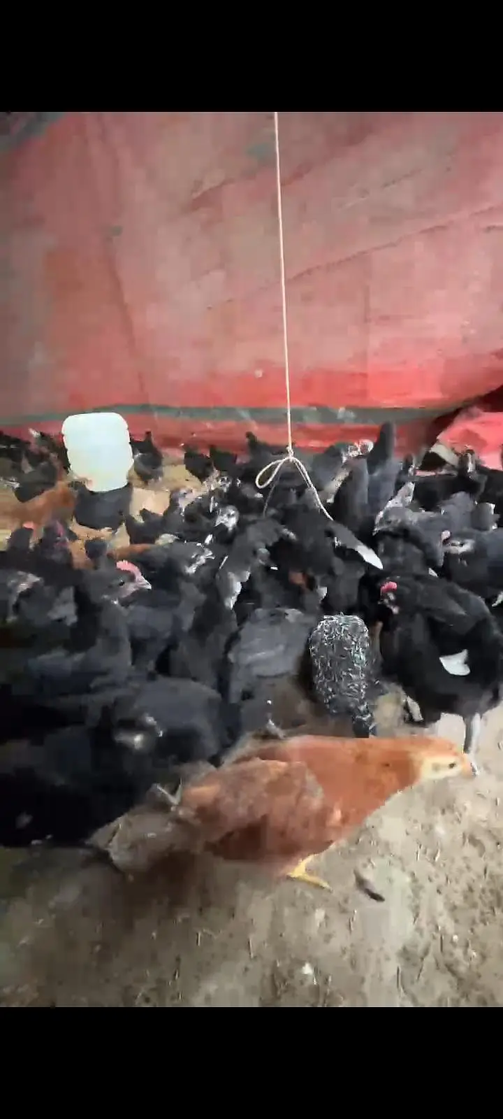 Australorp fayumi Rir — photo 2