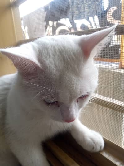 Persian cat single coat