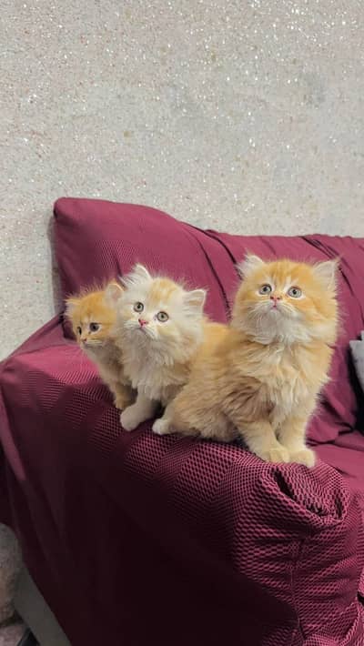 Azadi Sale Beautiful Persion Kittens