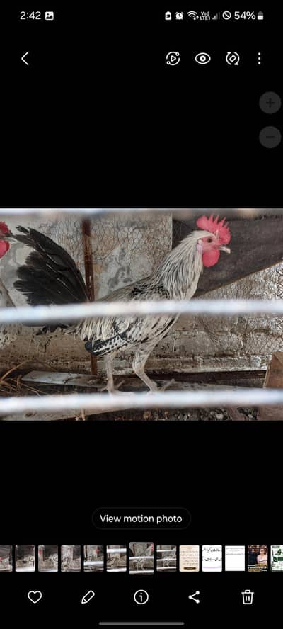 Misri Fayoumi Pair Egg laying hen per piece rate