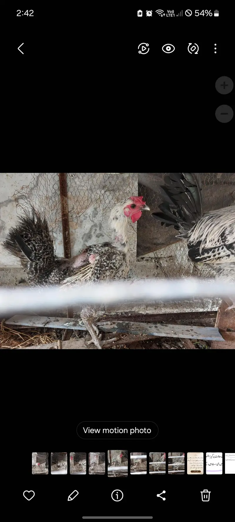 Misri Fayoumi Pair Egg laying hen per piece rate — photo 2