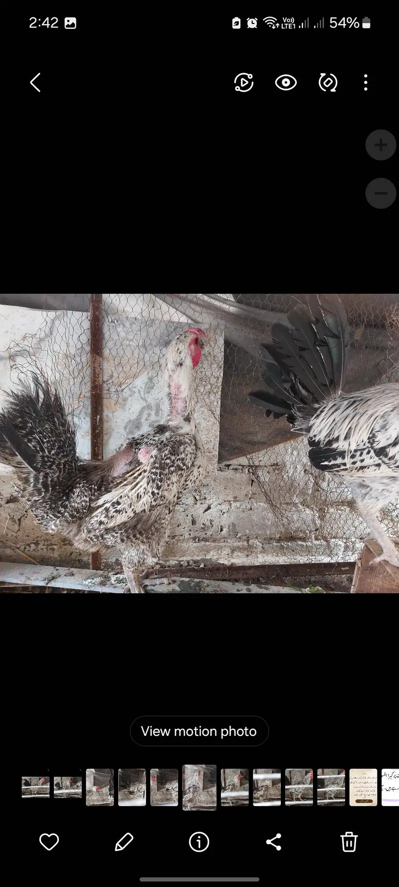 Misri Fayoumi Pair Egg laying hen per piece rate — photo 3