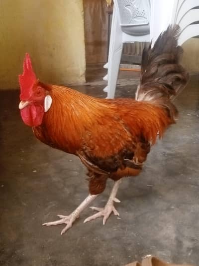 Golden misre murga