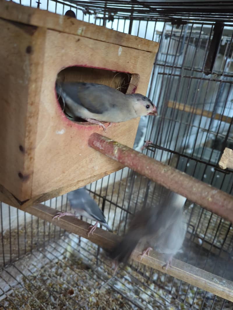 Java , Finches Breeding Boxes 180Rs 0