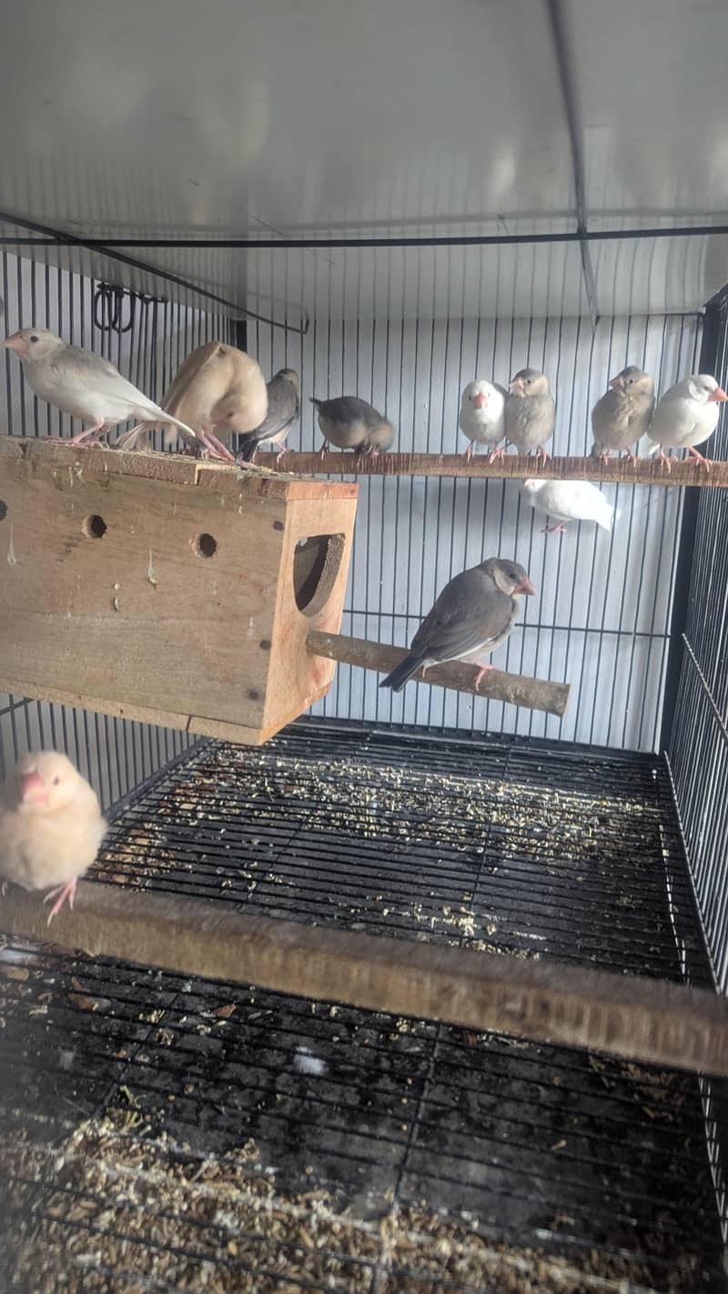 Java , Finches Breeding Boxes 180Rs 1