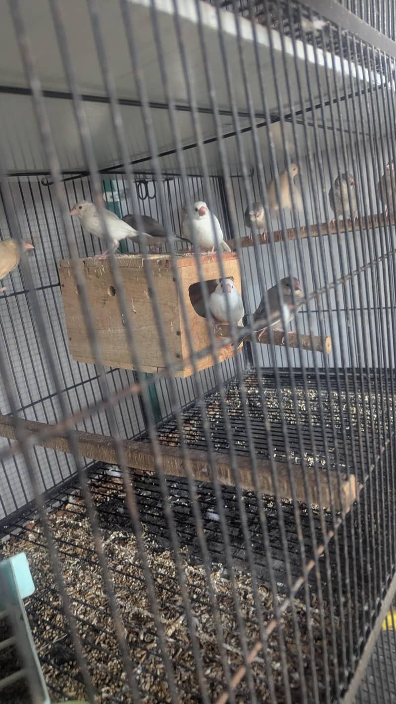 Java , Finches Breeding Boxes 180Rs 2