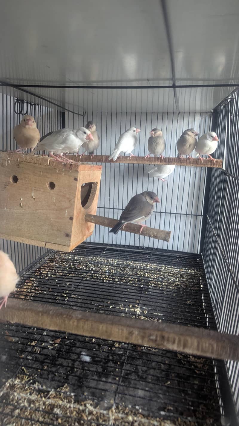 Java , Finches Breeding Boxes 180Rs 3