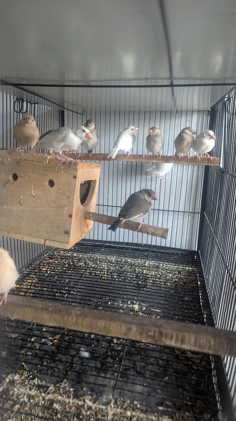 Java , Finches Breeding Boxes 180Rs — photo 4