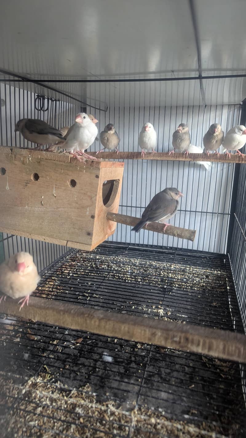 Java , Finches Breeding Boxes 180Rs 4