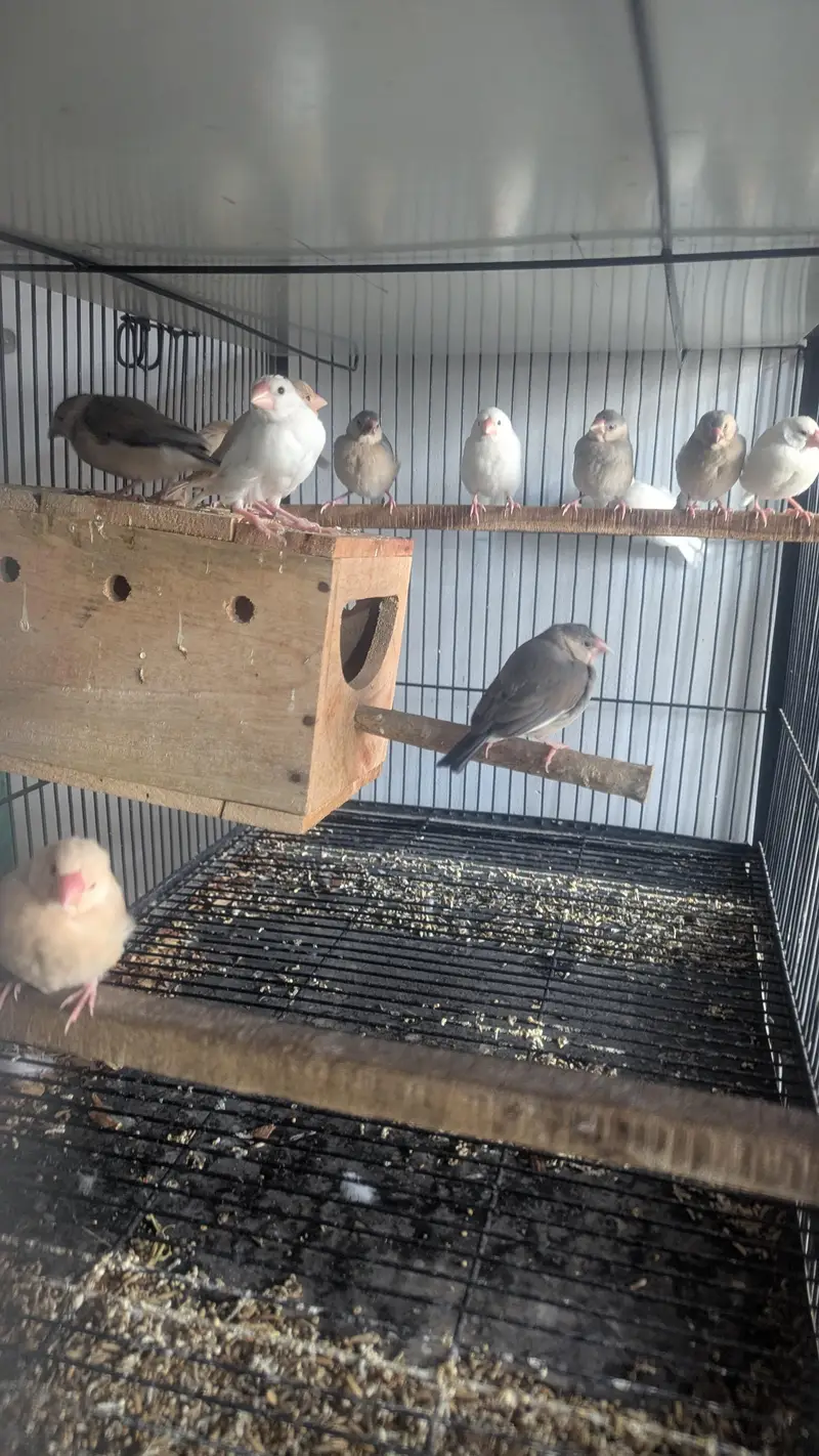 Java , Finches Breeding Boxes 180Rs — photo 5