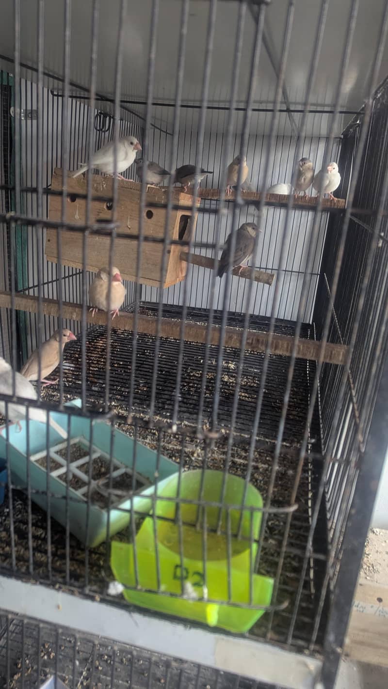 Java , Finches Breeding Boxes 180Rs 5