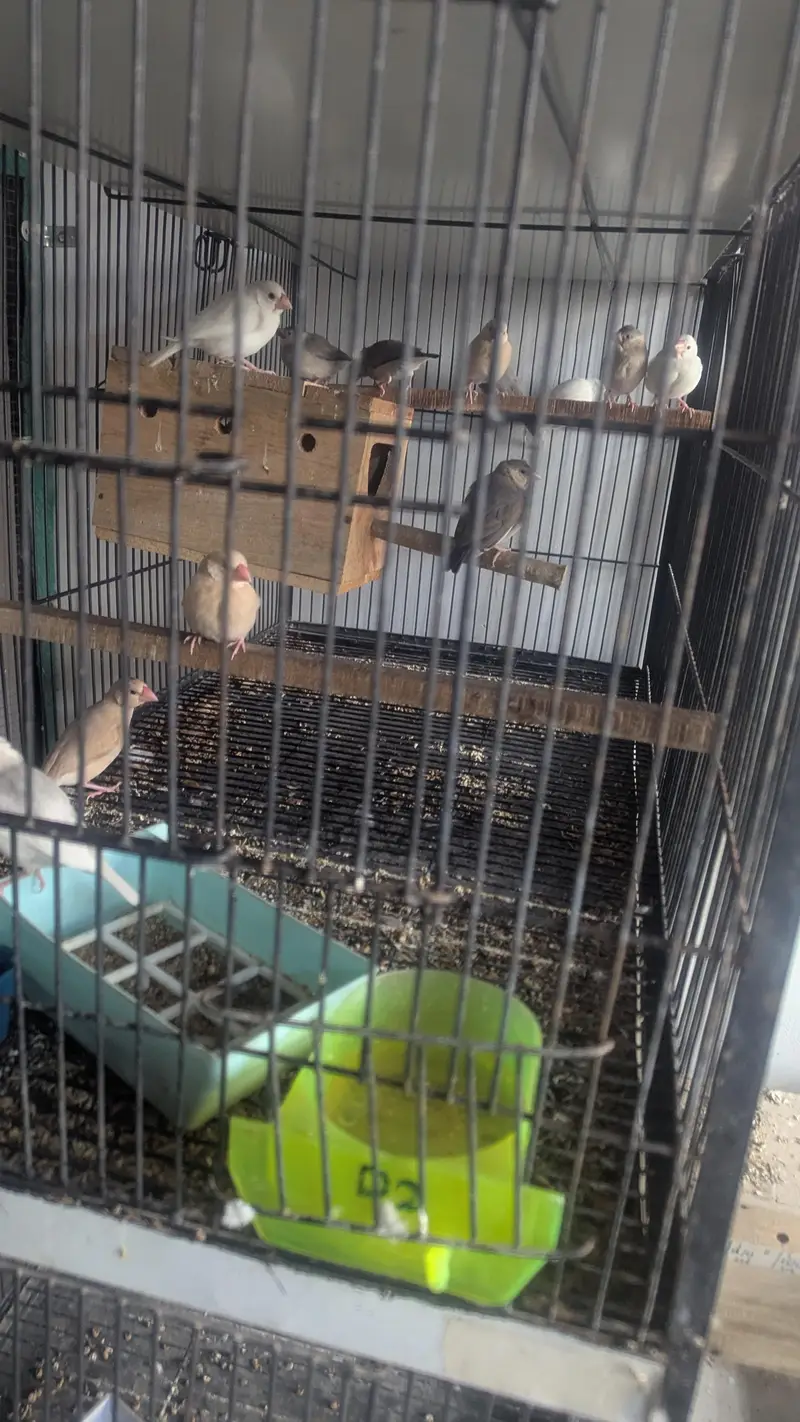 Java , Finches Breeding Boxes 180Rs — photo 6