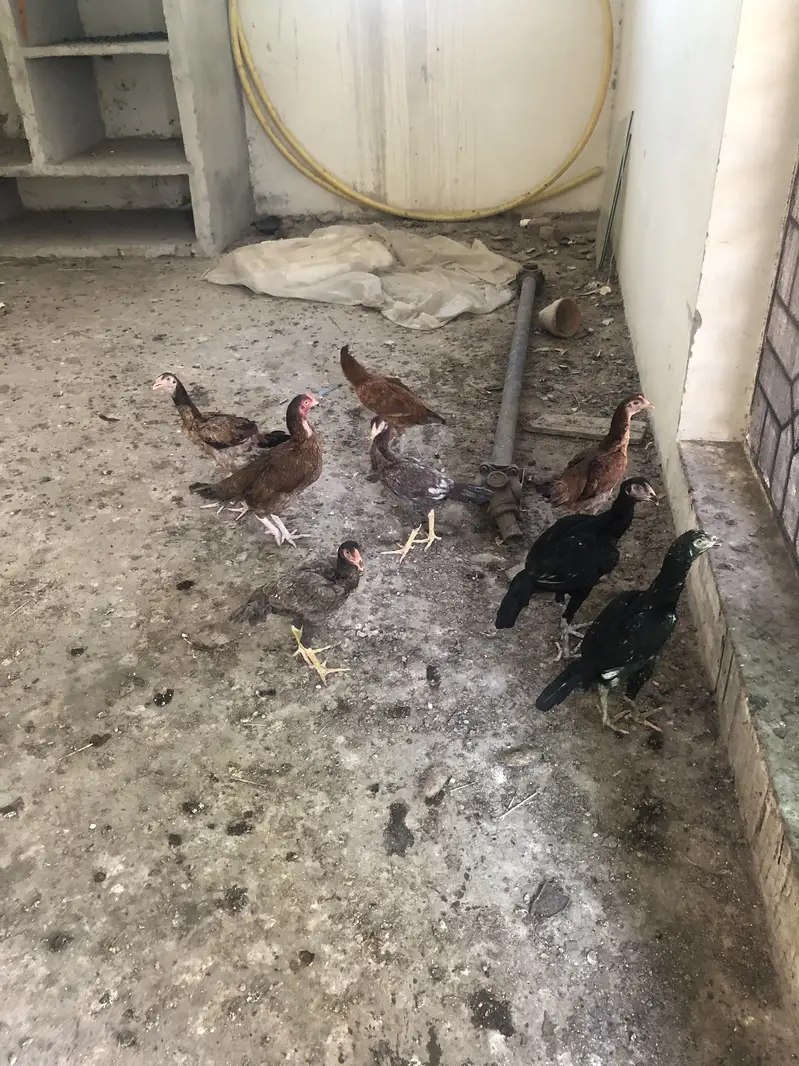 3 murgy 5 murgiann — photo 2