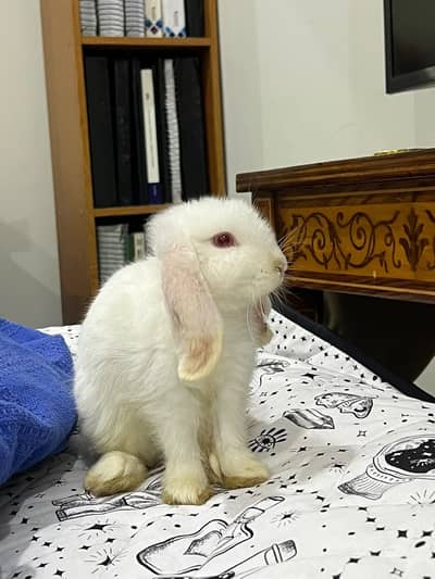 Newzeland White Teddy Bears Loops Hotot