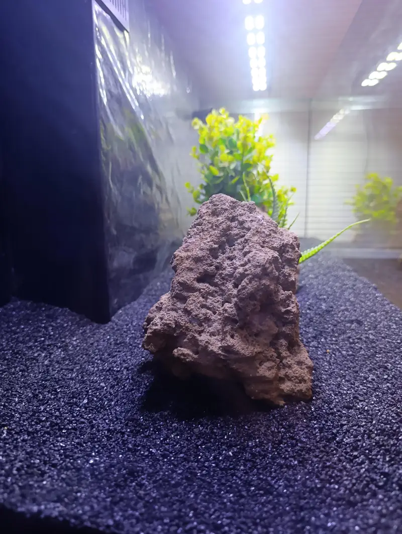 Fish Aquarium — photo 8