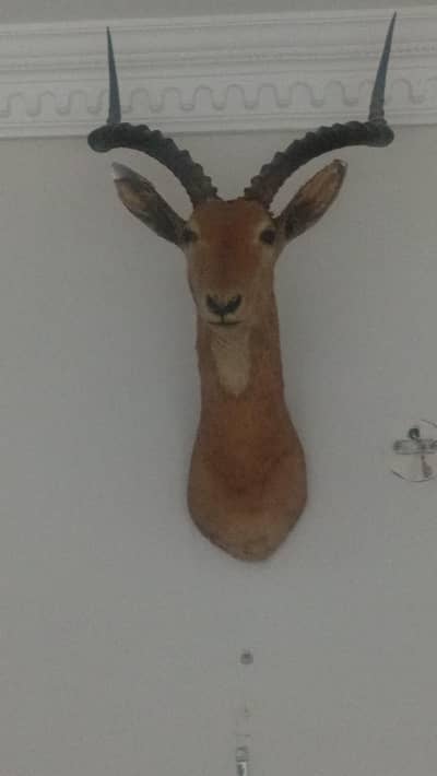 Fully Preserved Beautiful Impala African