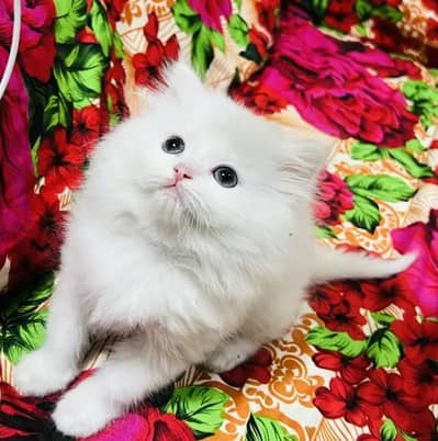 (Persian female kitten) (for sale all) (Pakistan delivery available)