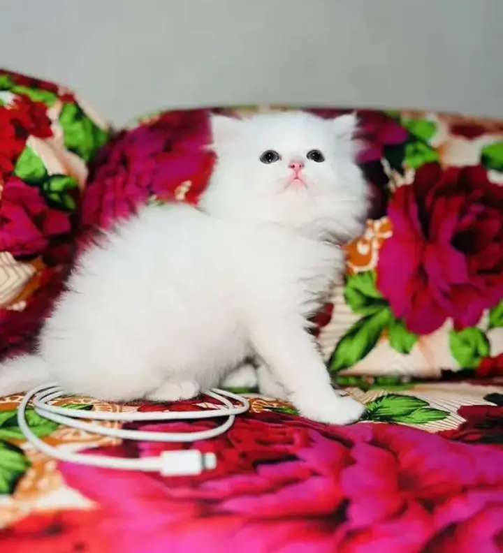 (Persian female kitten) (for sale all) (Pakistan delivery available) — photo 2