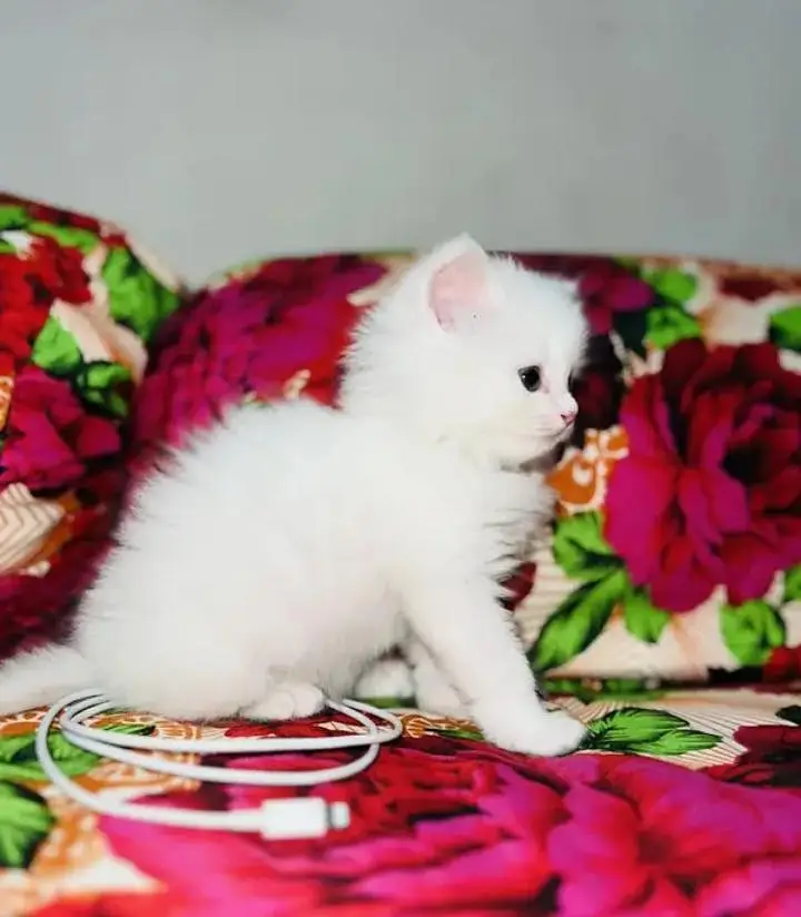 (Persian female kitten) (for sale all) (Pakistan delivery available) — photo 3