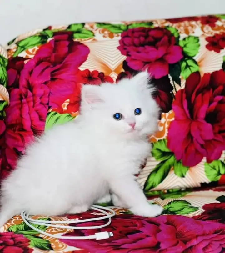 (Persian female kitten) (for sale all) (Pakistan delivery available) — photo 4