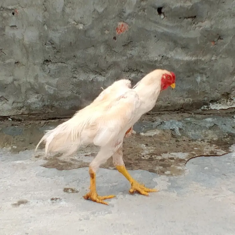 Aseel Shamoo patha 03169034640 — photo 6