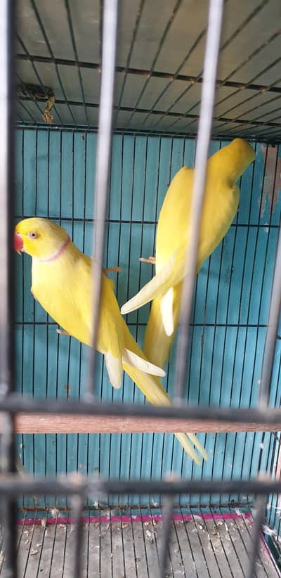 yellow ringneck breeder pair